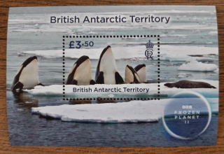BAT, aršík ** Frozen Planet II, tuleň, kosatky, r. 2023
