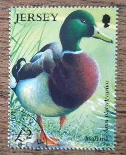 Jersey raz. 1128 kachna, r.2004