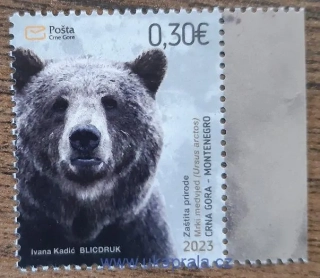 Černá Hora ** medvěd hnědý, r.2023