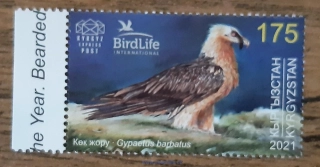 KYRGYZSTÁN (KEP) ** orlosup bradatý, r. 2021