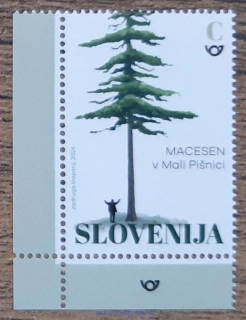 SLOVINSKO ** flóra, modřín, stromy, R.2024