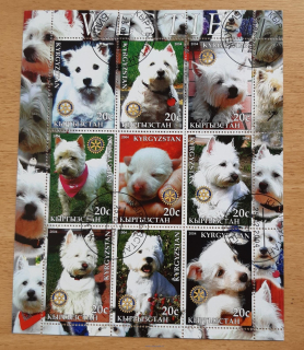 Kyrgyzstán raz. aršík, psi "Westie", r. 2004