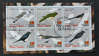 East Timor, Para Timor, ptáci, aršík