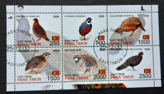 East Timor, Para Timor, ptáci, aršík