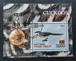East Timor, Para Timor, ptáci, hmyz, aršík