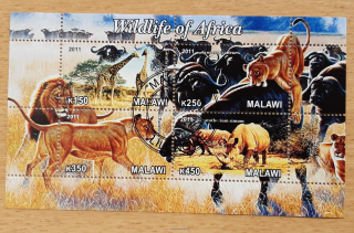 Malawi raz. aršík, fauna Afriky, r. 2011